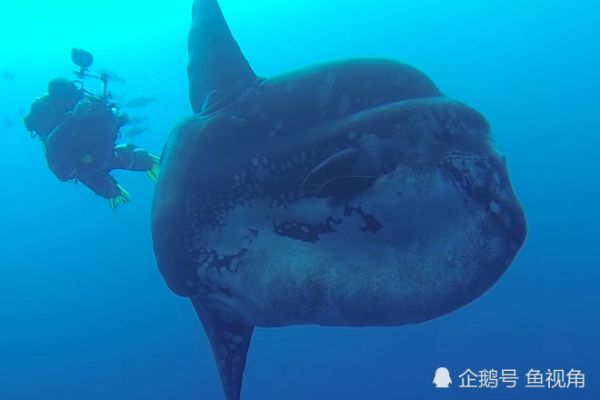 从戴夫到水族箱，翻车鲀养殖的4个致命误区与实战解决方案
