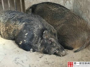 家养野猪成英雄！偷偷入户眼镜蛇竟被一口吞下，主人赞救命恩人