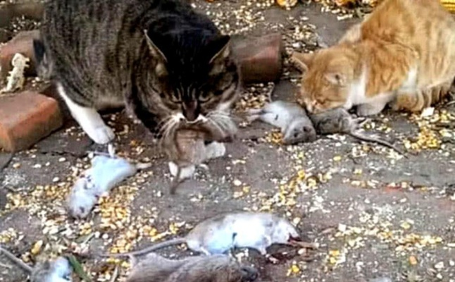 城市猫回村7天抓12只老鼠?血脉觉醒实战揭秘与驯化反转指南 城市猫回村7天抓12只老鼠?血脉觉醒实战揭秘与驯化反转指南