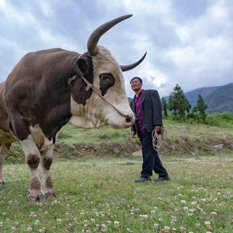 暗黑2奶牛关终极指南，2026年实测不杀牛王无限刷牛场秘诀