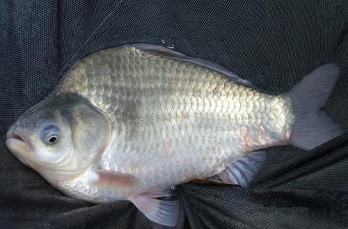 鱼塘主辣椒喂鱼两年,鱼为啥更漂亮更好吃? 鱼塘主辣椒喂鱼两年,鱼为啥更漂亮更好吃?