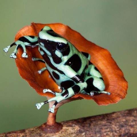 青蛙分布类型解析，为什么你总找不到？