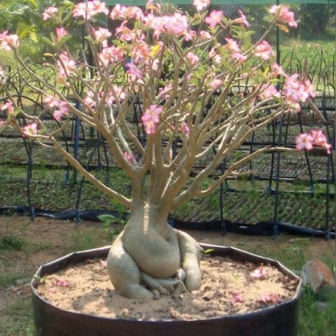 红色沙漠豪华版奖励未到账？官方回应来了