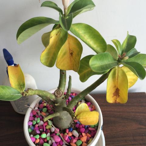 红色沙漠1.00.02版更新，多项问题修复，体验优化