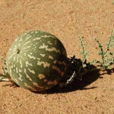 红色沙漠开放世界规模引外媒惊叹，玩家难以尽览全貌