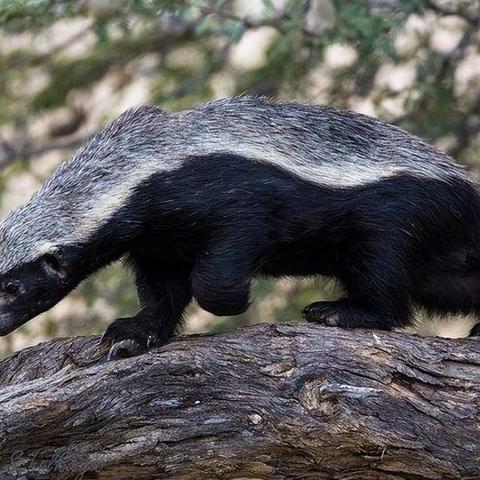 吉尼斯认证，全球粉丝最多的猪，110万关注！
