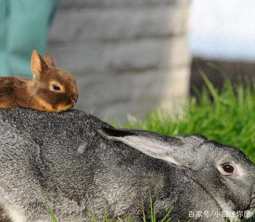 肉鸽游戏新手总暴毙？2026年Q1必知的7个生存法则与机制拆解