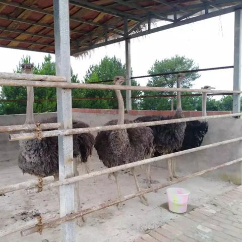 云顶之弈动物园阵容彻底拆解，3套变体+装备站位黑科技