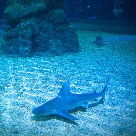 三号更新档来袭！最后的守护者中头顶激光束的鲨鱼登场