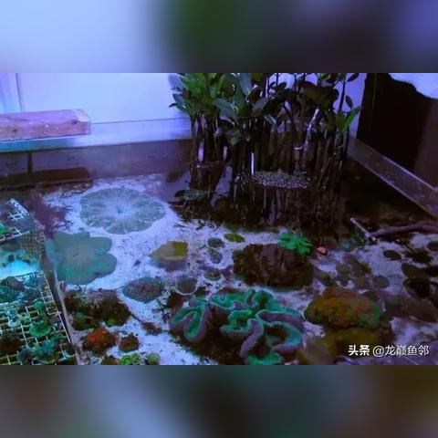 生化9开DLSS5还被死搁2吊打？玩家怀疑被故意拉踩引争议