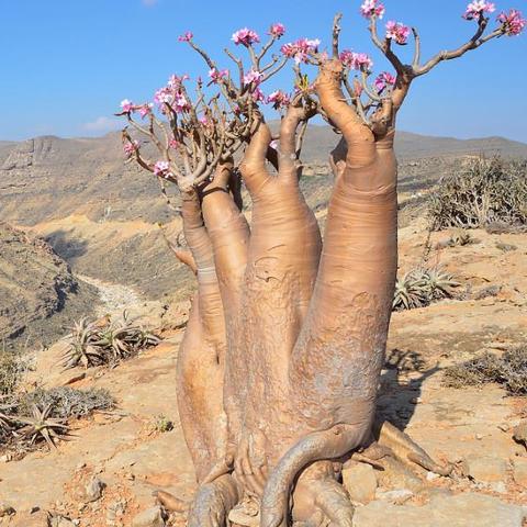 今日红色沙漠二次更新！PS 版本专项问题精准修复，玩家体验再升级
