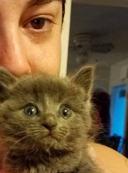 钓鱼猫类型全解析，2026年MH系列稀有随从猫捕获与配装实战指南