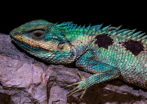 柬埔寨洞穴内发现飞蛇等新物种 单次滑翔可达百米远! 柬埔寨洞穴内发现飞蛇等新物种 单次滑翔可达百米远!