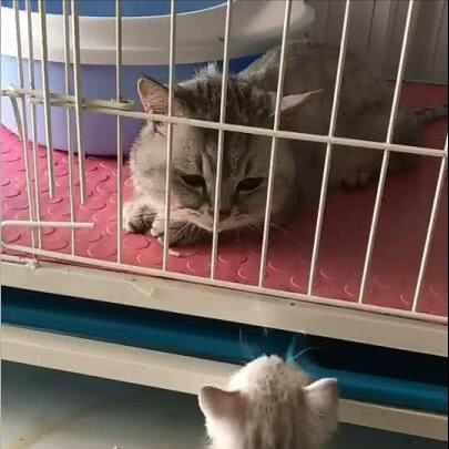 猫咪乱尿标记屡教不改?2026年动物行为学家揭秘3个根治命门 猫咪乱尿标记屡教不改?2026年动物行为学家揭秘3个根治命门