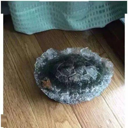 乌龟快递冻成干真相，湖南到东北活体运输致命误区与爬宠安全寄送全攻略