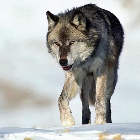 饿狼传说,群狼之城女角色回归 官方cos图释出 饿狼传说,群狼之城女角色回归 官方cos图释出