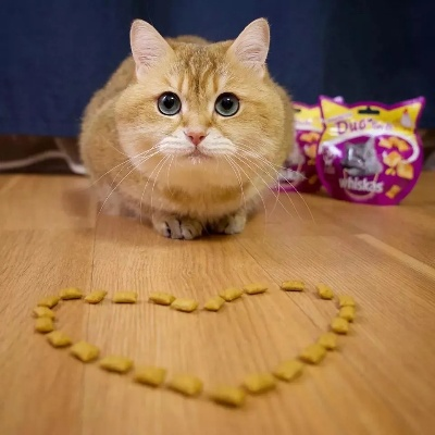 玩家调侃红色沙漠胖猫改名面包猫，这还怎么玩？