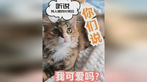 红色沙漠面包猫引玩家吐槽，改名后体验打折？