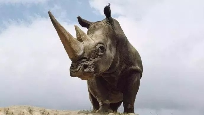 “生出金凯瑞”的犀牛40万卖出！网友直呼太辣眼