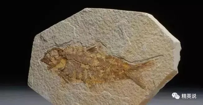 2026鱼化石鉴别终极指南,3大造假陷阱与实战破解术 2026鱼化石鉴别终极指南,3大造假陷阱与实战破解术