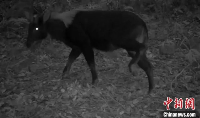华山夜游惊现中华鬣羚，国家二级保护动物确认