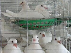 V社新作肉鸽曝光！最强团队操刀：又一个CS来了？