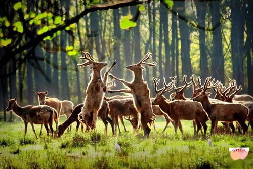 享界S9麋鹿测试存恶意抹黑！享界：已对小摩互娱MCN追责