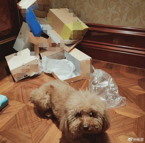 想找捡垃圾守家的多人肉鸽？佩布尔骑士发售信息来啦