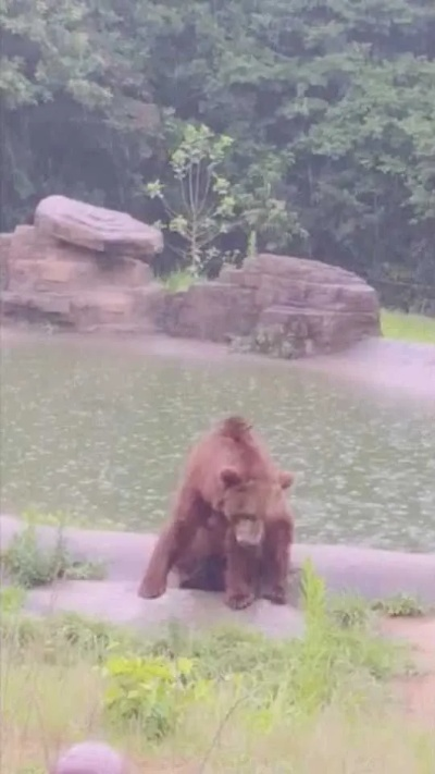 长隆动物园一狮子忧郁淋雨走红：一动不动在雨中犹如雕像