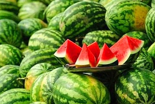 揭秘2026西瓜种植革命,匹配需求,解锁高产与甜度秘籍 揭秘2026西瓜种植革命,匹配需求,解锁高产与甜度秘籍