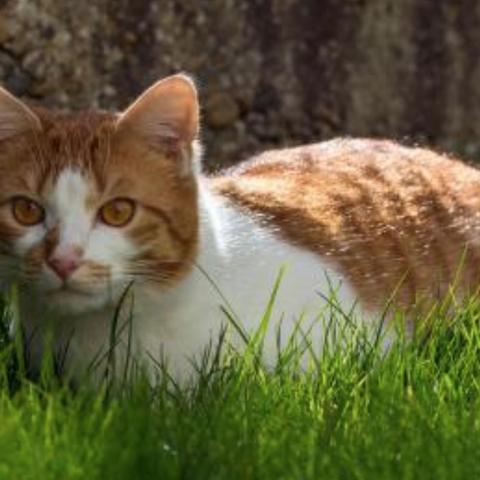 卡狐狸实战全解，如何用干扰流主宰战场？