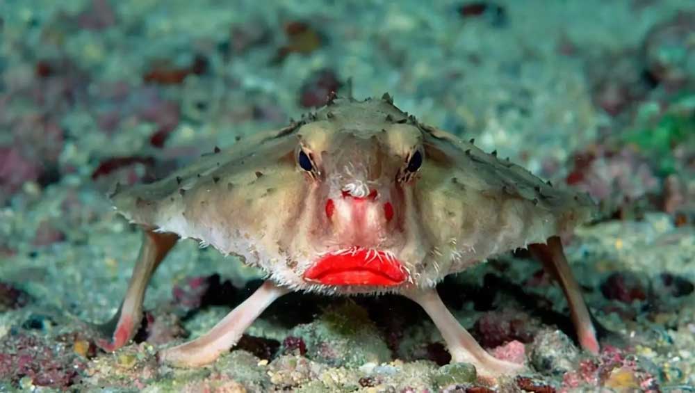 2026年必看，蝙蝠鱼类型全解析与游戏捕捉秘籍！