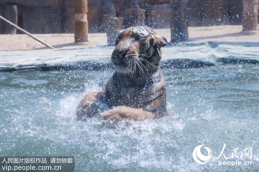 非洲狮热到吐舌头？杭州动物园避暑黑科技大揭秘！