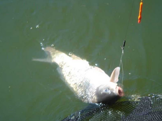 原神钓鱼点全解析，2026高效寻鱼与稀有鱼种捕获秘籍