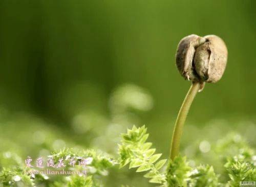 嫩芽精灵真能越级翻盘？2026最新培养避坑指南