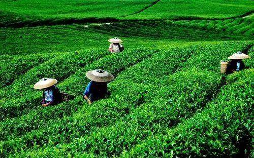 茶园物语终极指南，2026年必学的高效茶叶种植与经营秘诀