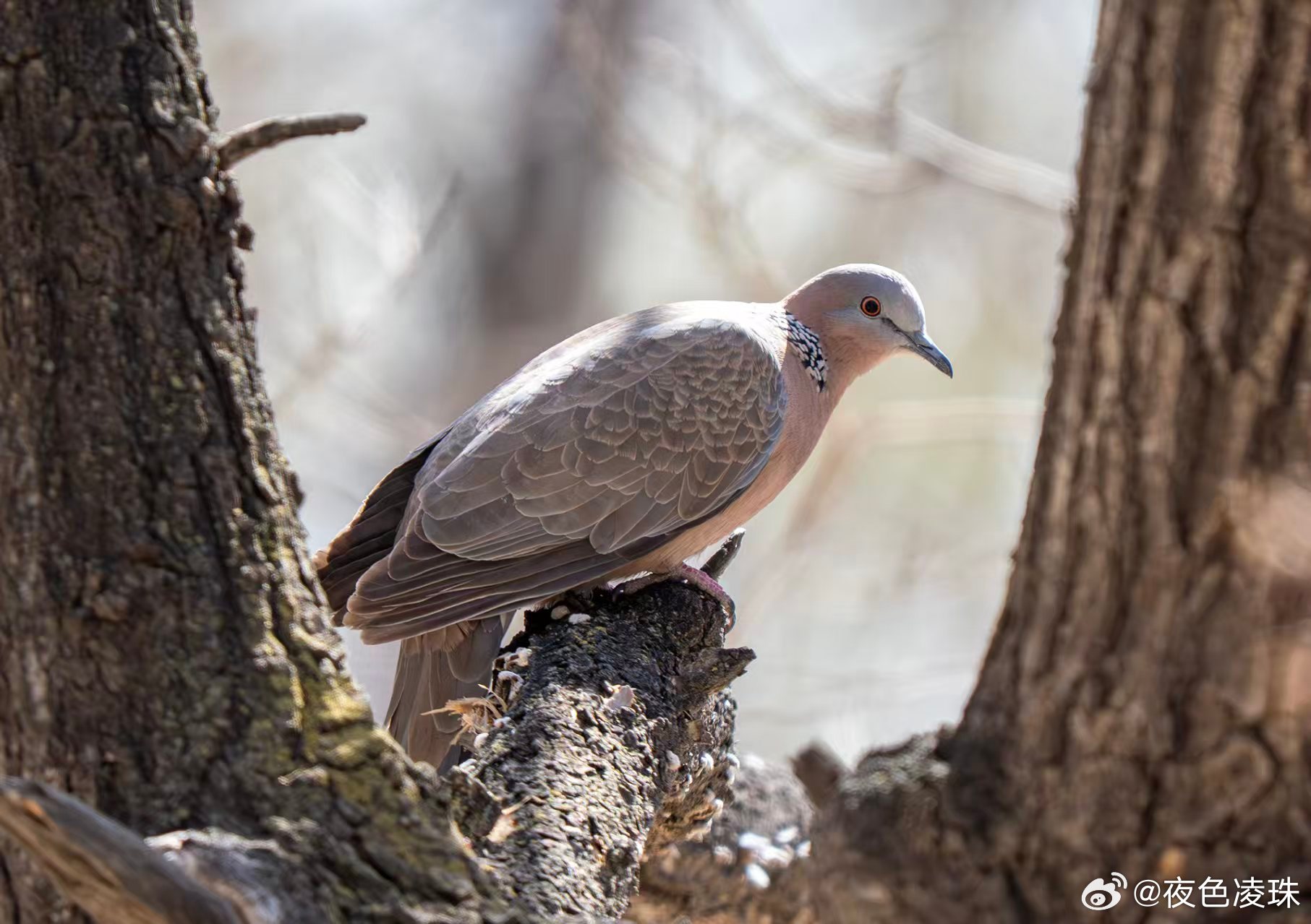 2026年必知的老斑鸠类型全解析，实战策略与弱点揭秘